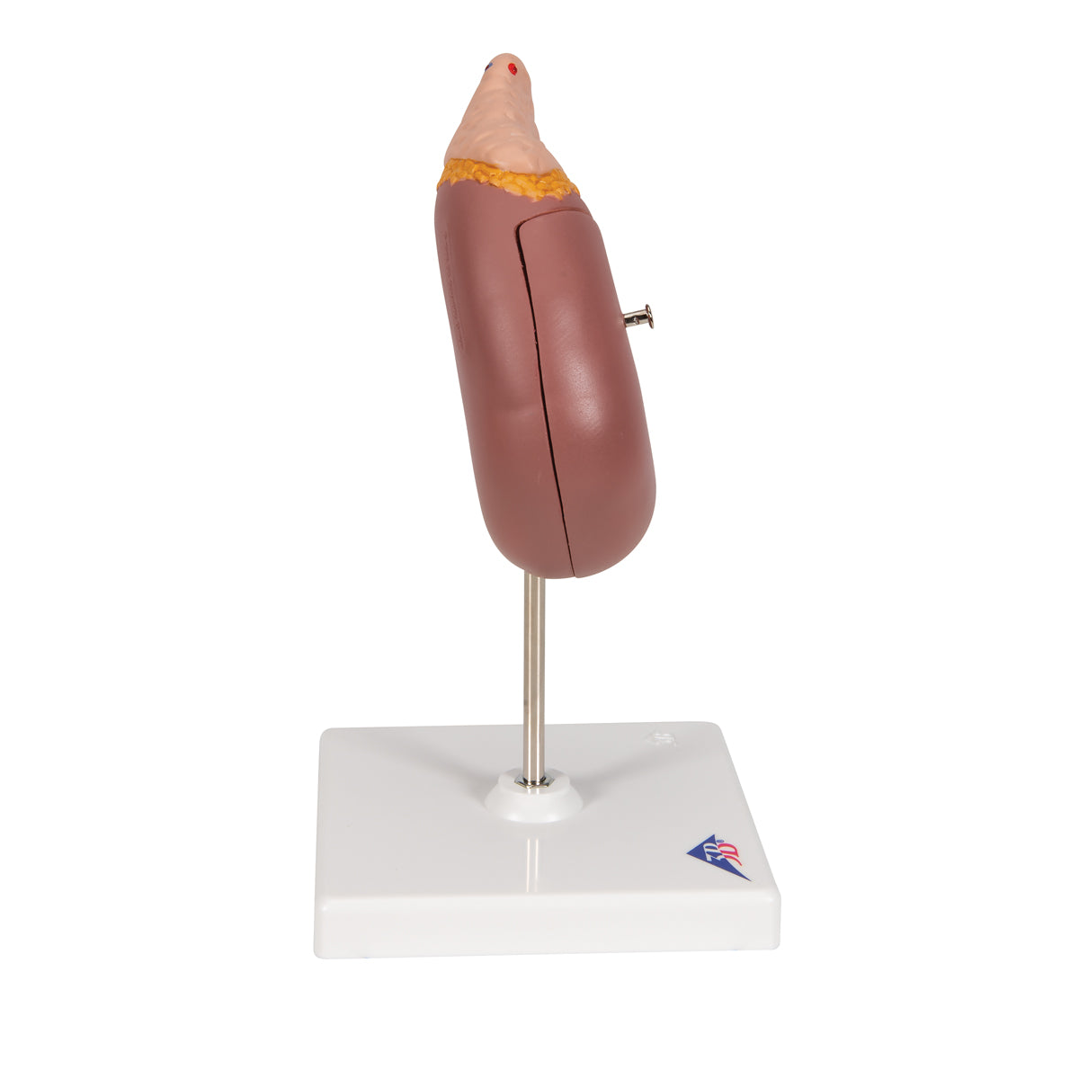 Kidney Model with Adrenal Gland, 2 part - 3B Scientific K12, view 10