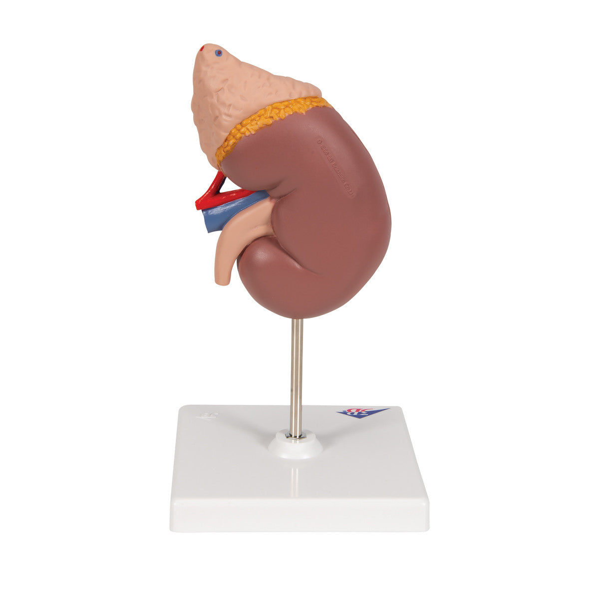 Kidney with Adrenal Gland | 3B Scientific K12