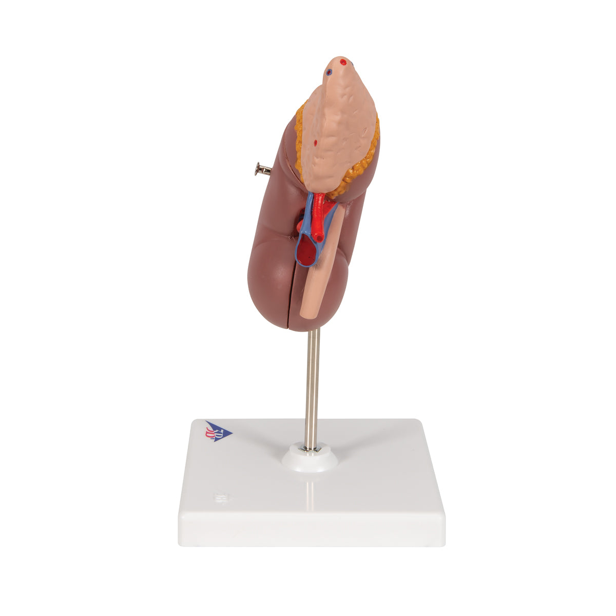 Kidney Model with Adrenal Gland, 2 part - 3B Scientific K12, view 12