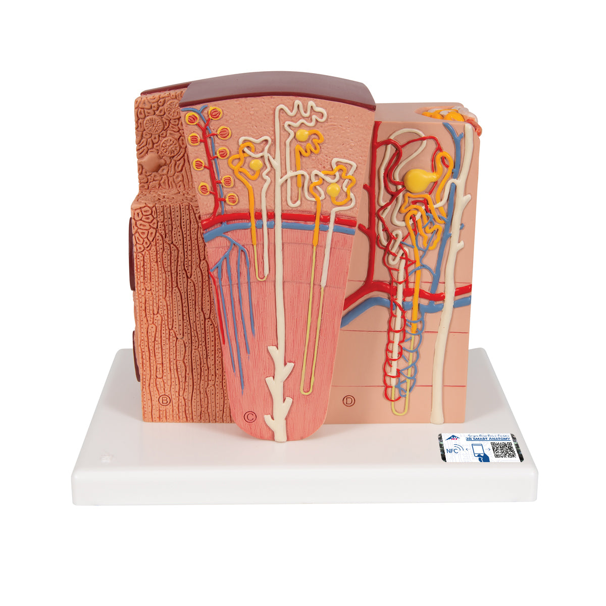 3B MICROanatomy Kidney Model - 3B Scientific K13, view 8