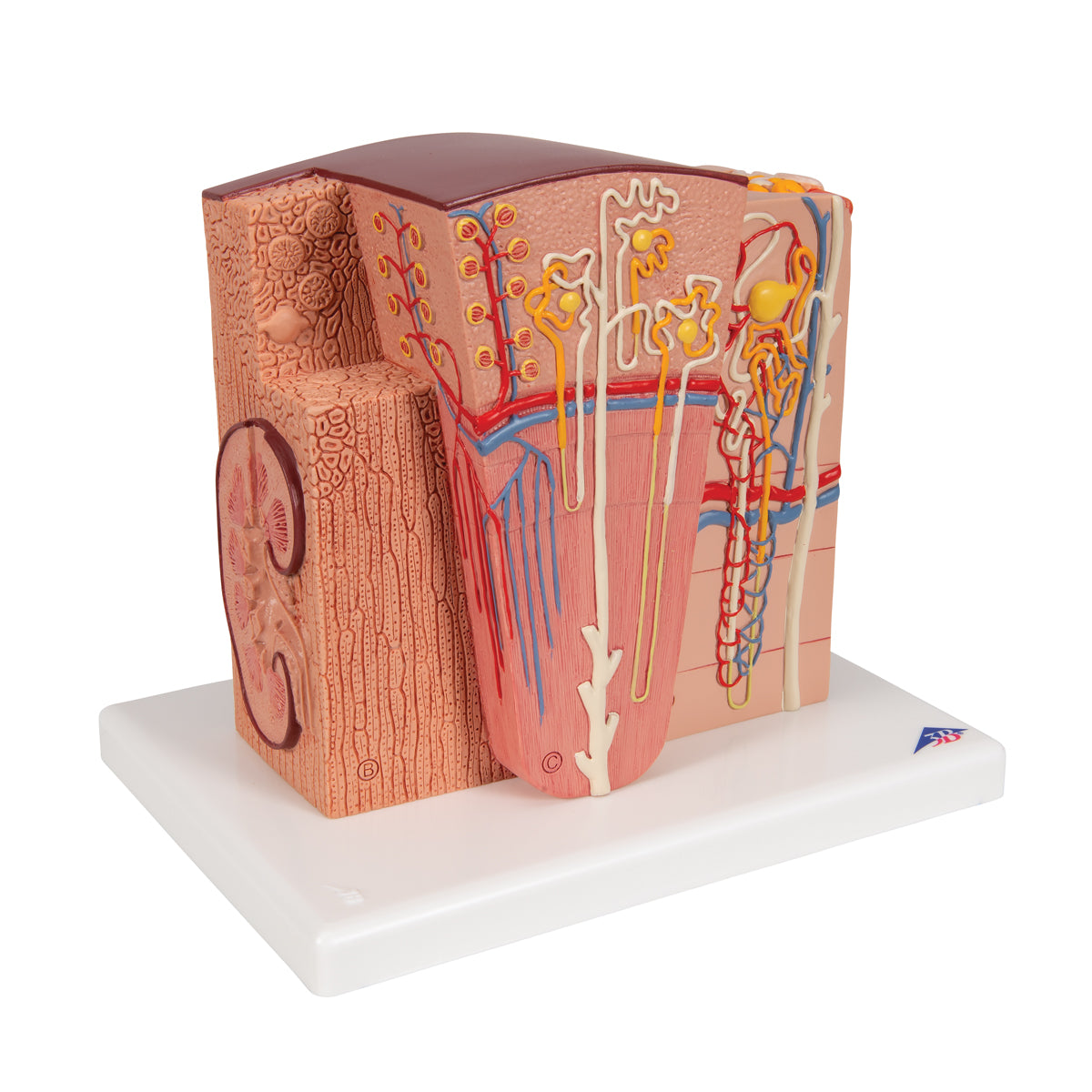 3B MICROanatomy Kidney Model - 3B Scientific K13, view 9