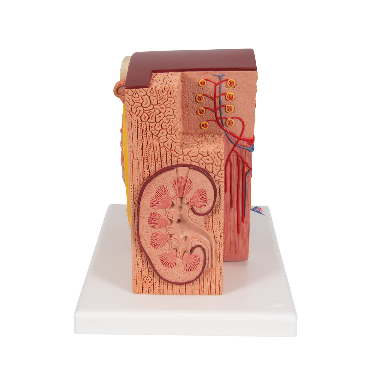 3B MICROanatomy Kidney Model - 3B Scientific K13, view 10