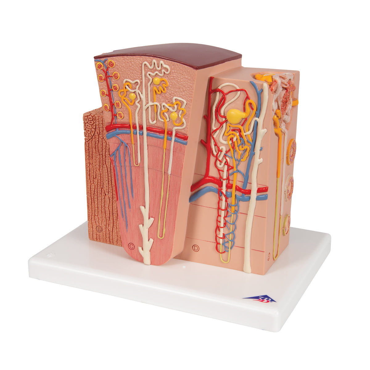 3B MICROanatomy Kidney Model - 3B Scientific K13, view 13