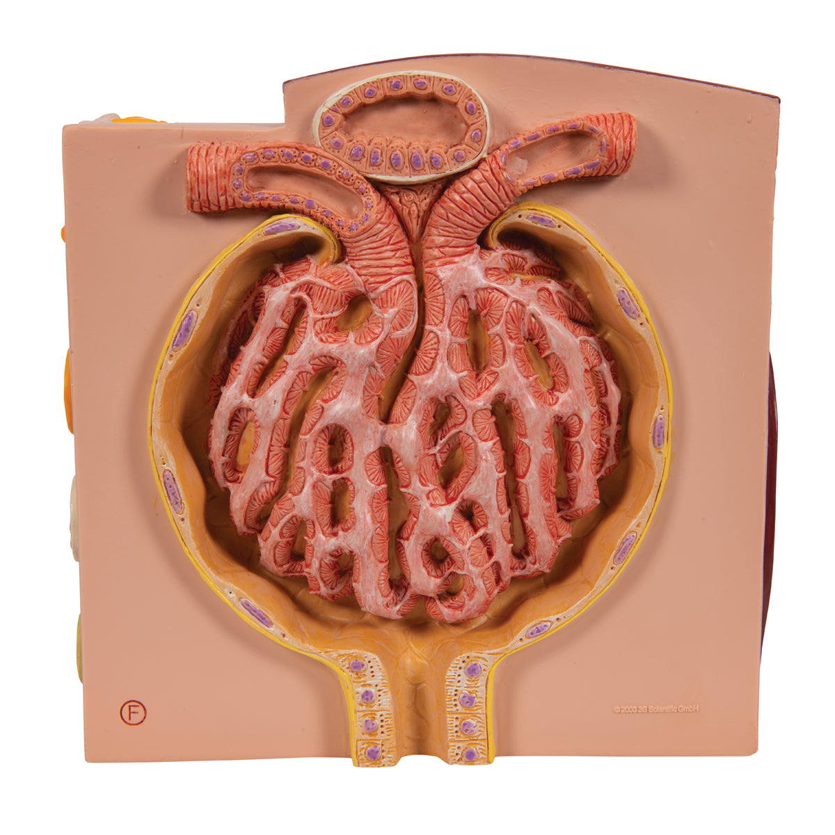 3B MICROanatomy Kidney Model - 3B Scientific K13, view 14