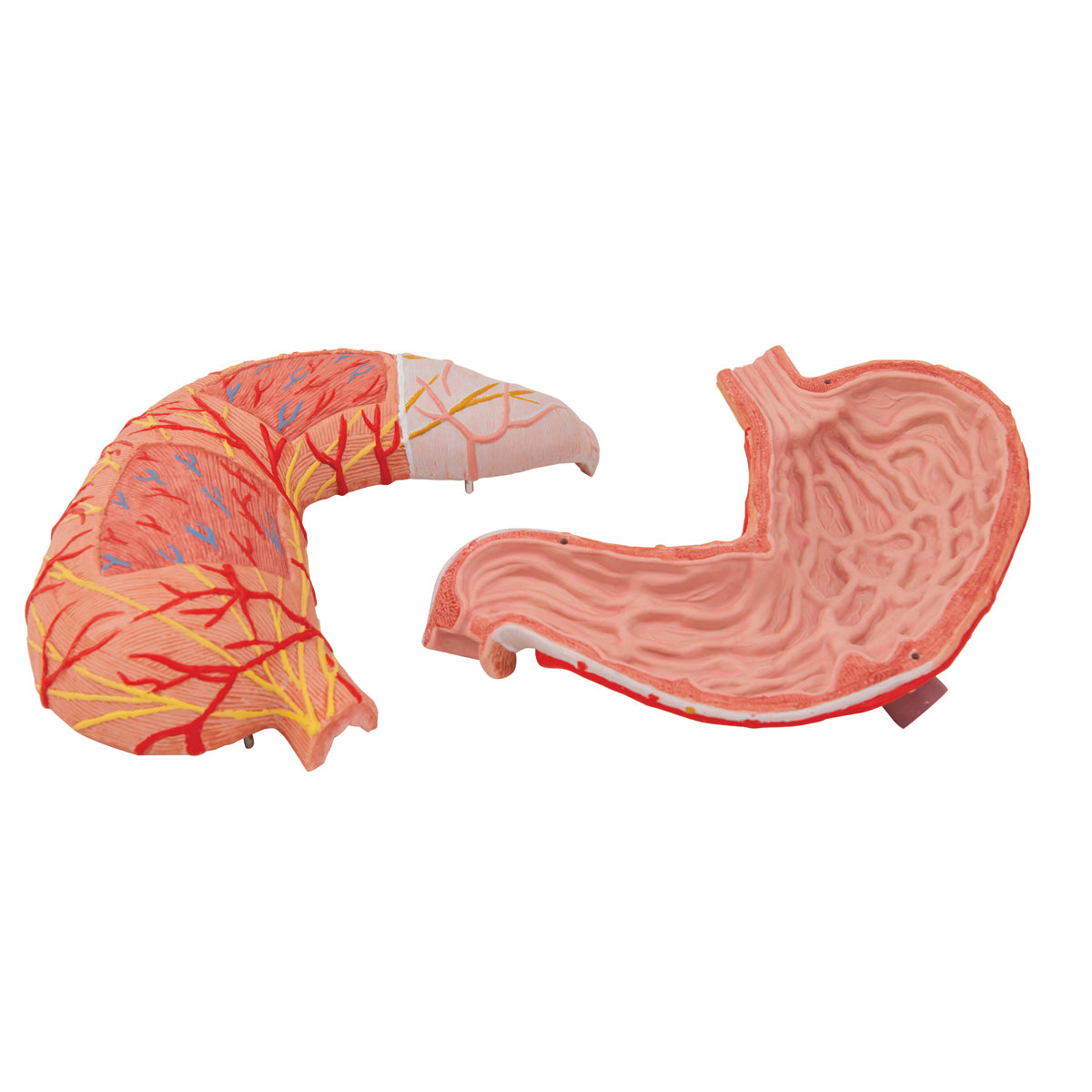 Human Stomach Model, 2 part - 3B Scientific K15, view 7