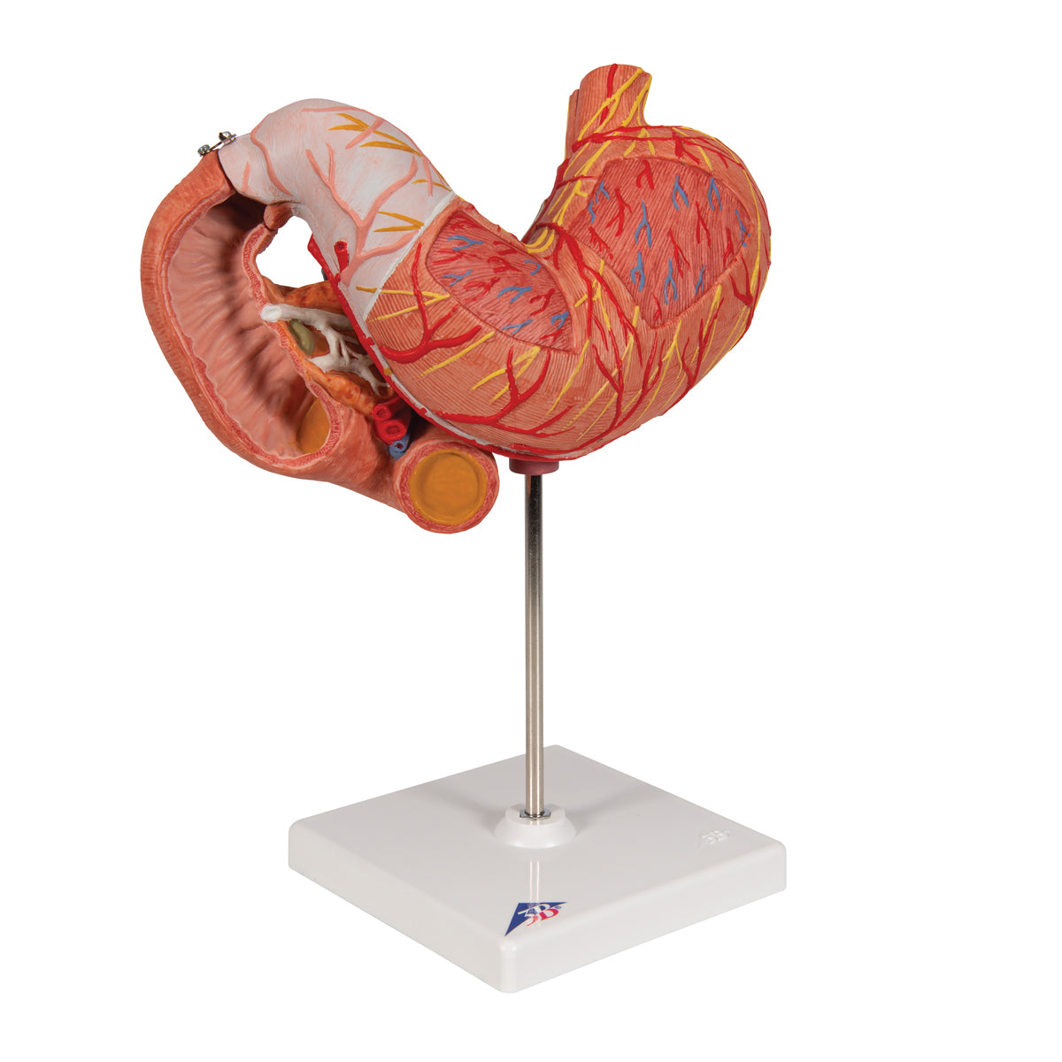 Human Stomach Model, 3 part