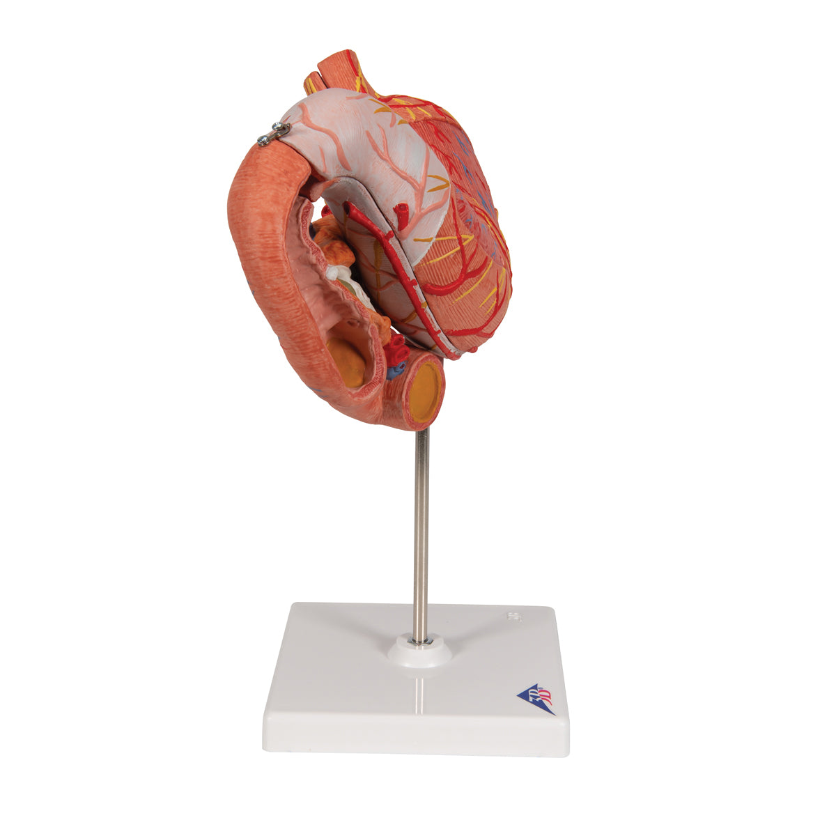 Human Stomach Model, 3 part