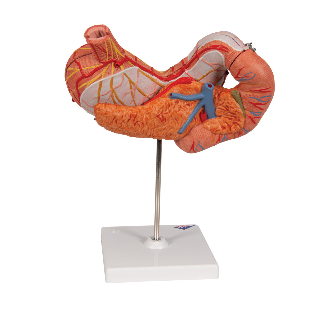 Human Stomach Model, 3 part