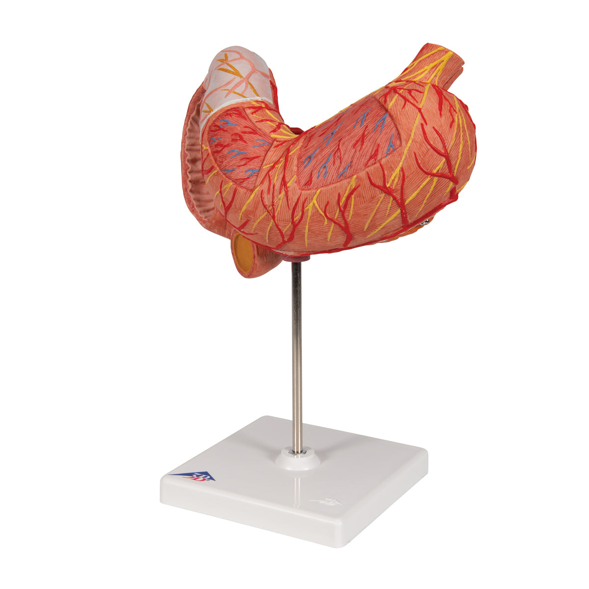 Human Stomach Model, 3 part