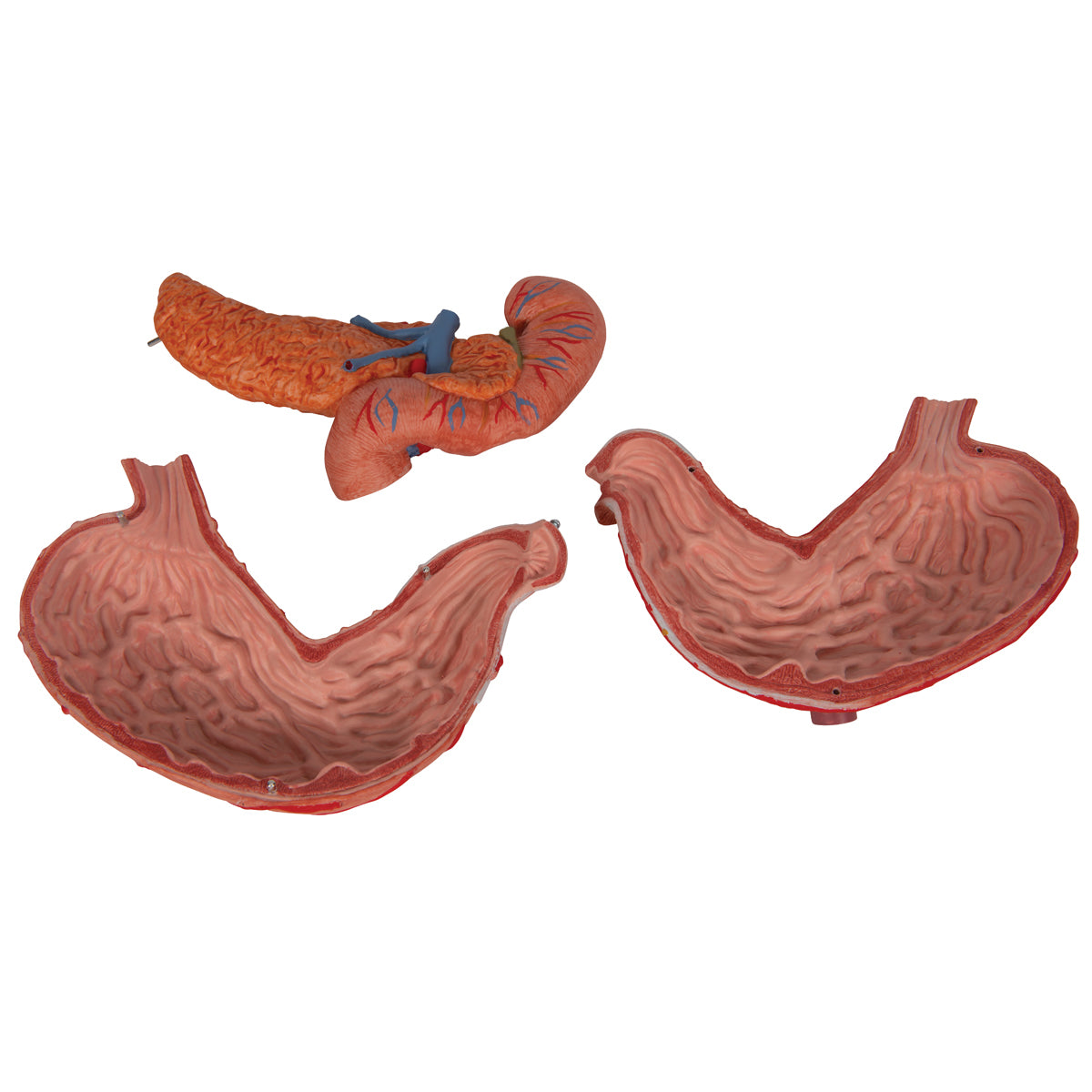 Human Stomach Model, 3 part
