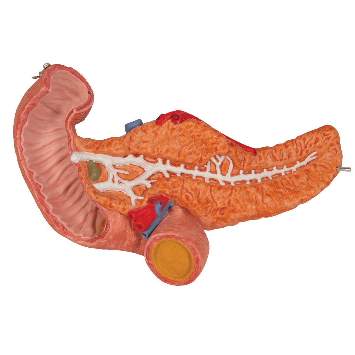 Human Stomach Model, 3 part