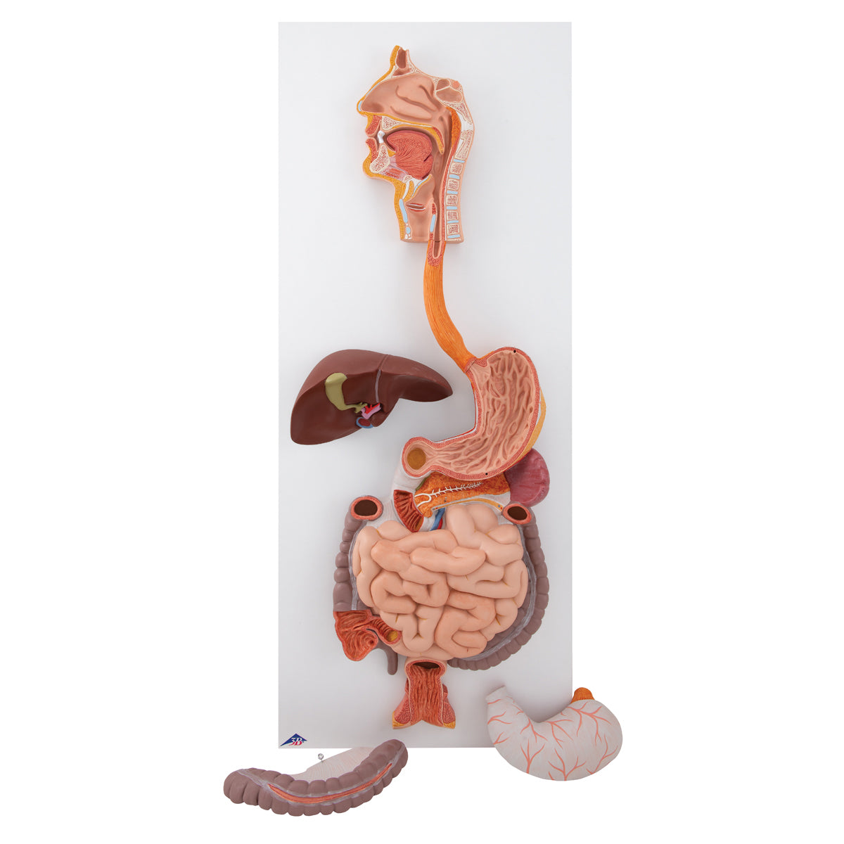 Human Digestive System Model - 3-Part K21 — 3B Scientific