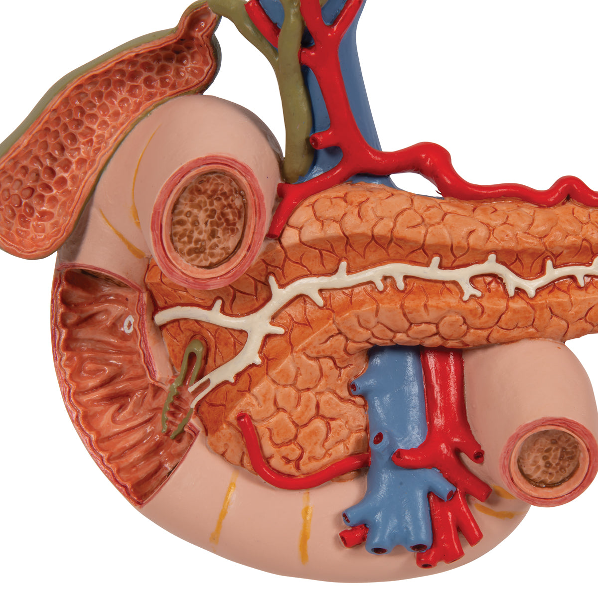 Life-Size Model of Rear Organs of Upper Abdomen