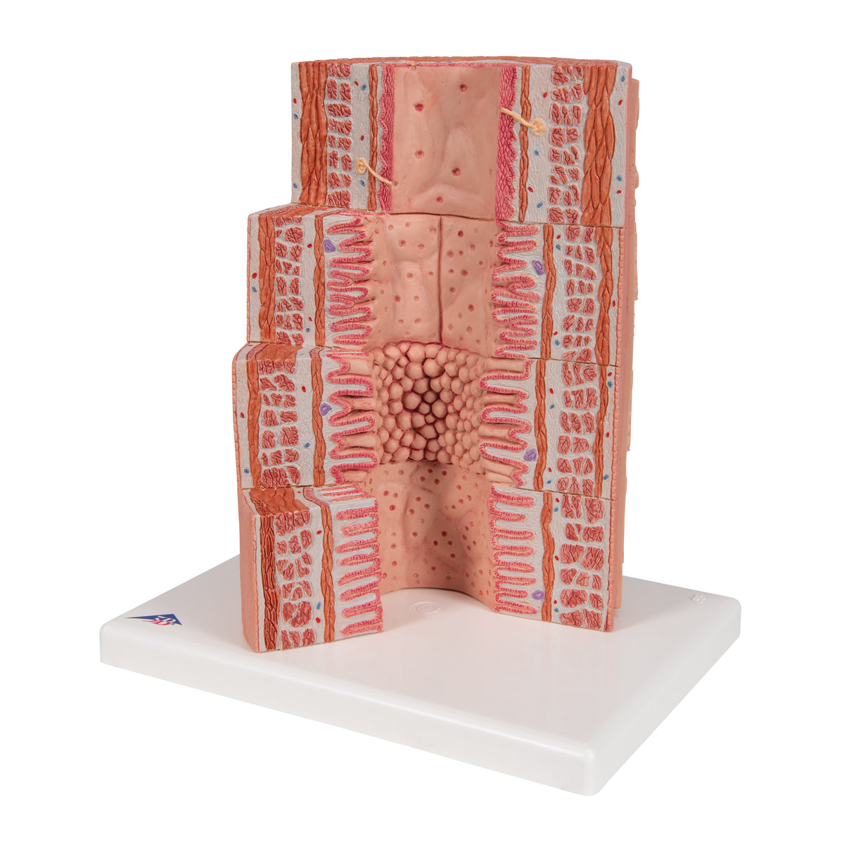 3B MICROanatomy Digestive System Model, 20-times Magnified - 3B Scientific K23, view 9
