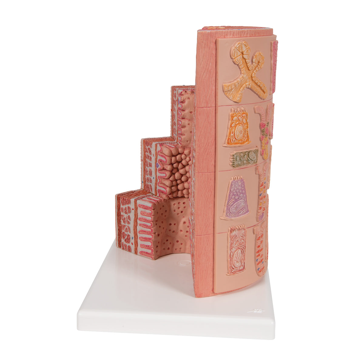 3B MICROanatomy Digestive System Model, 20-times Magnified - 3B Scientific K23, view 12