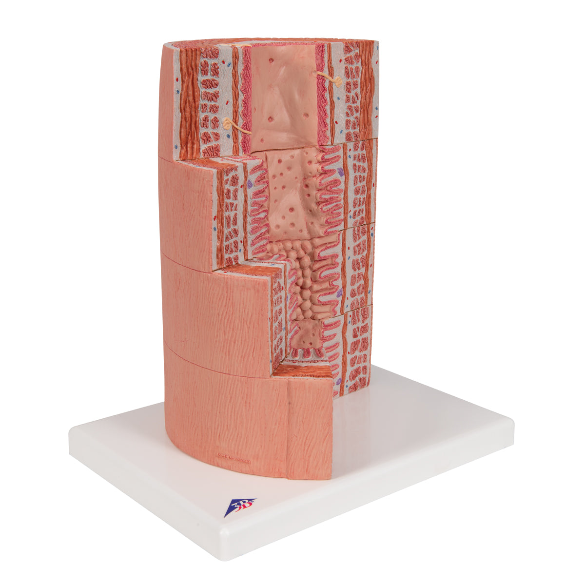 3B MICROanatomy Digestive System Model, 20-times Magnified - 3B Scientific K23, view 13