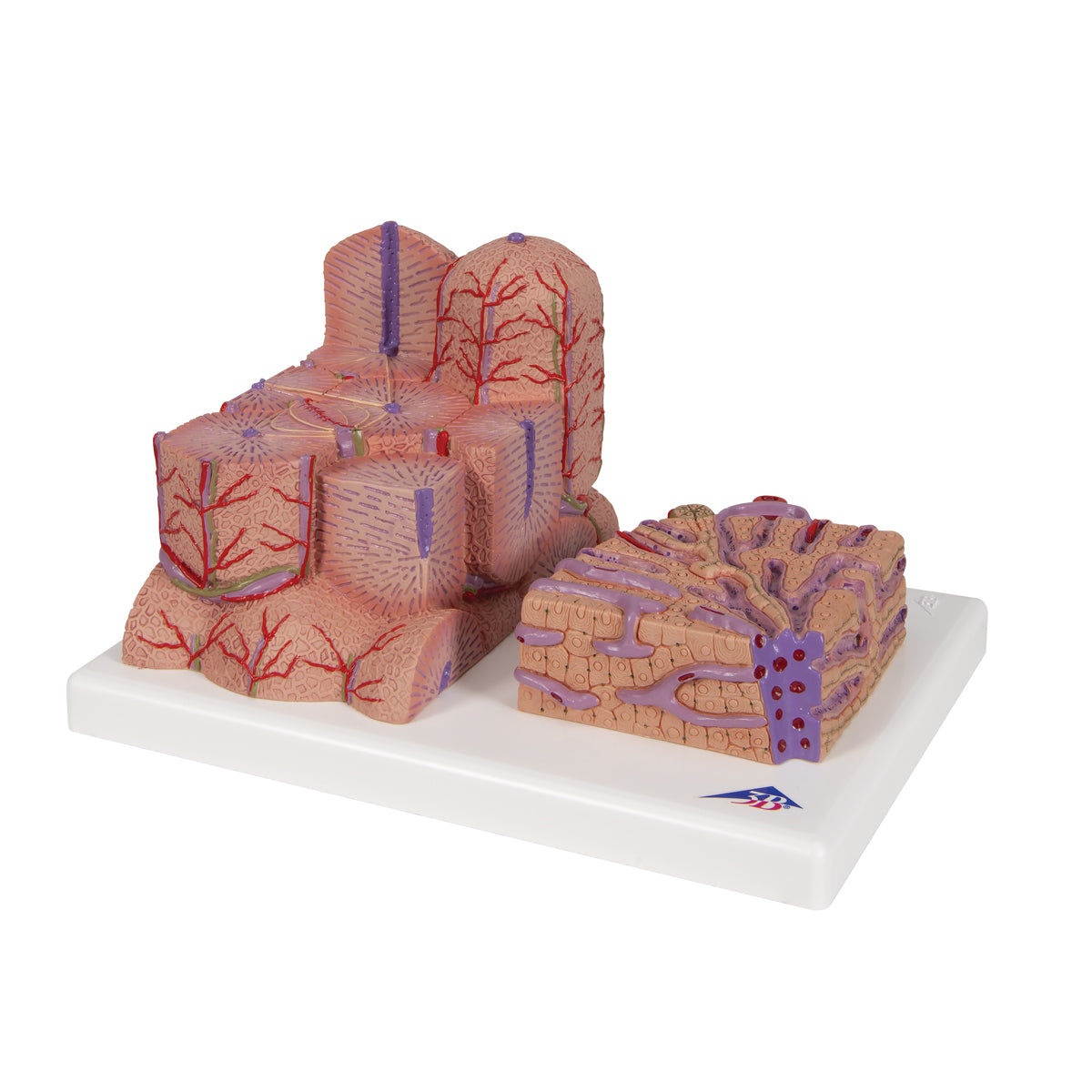 3B MICROanatomy Liver Model - 3B Scientific K24, view 13