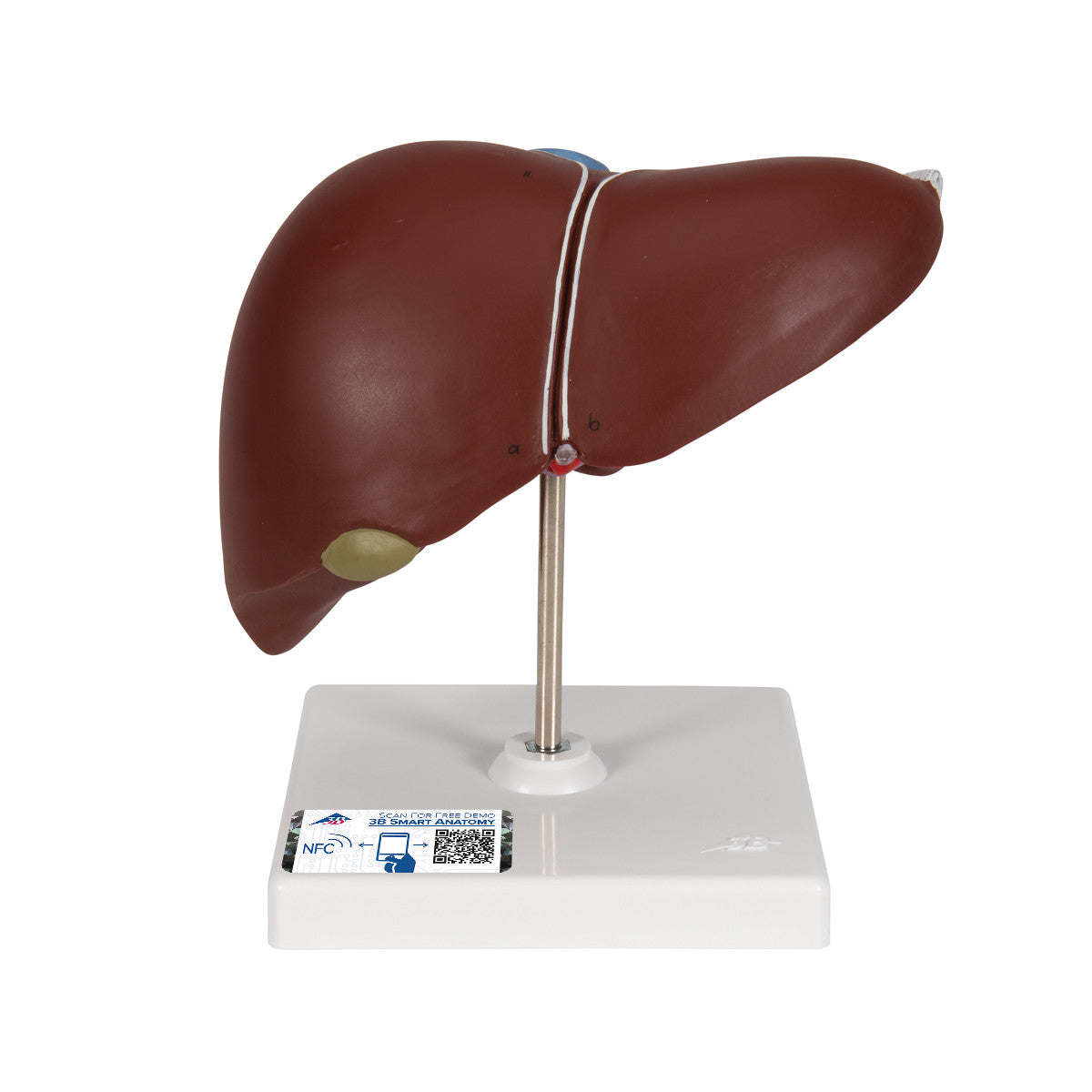Liver with Gall Bladder | 3B Scientific K25