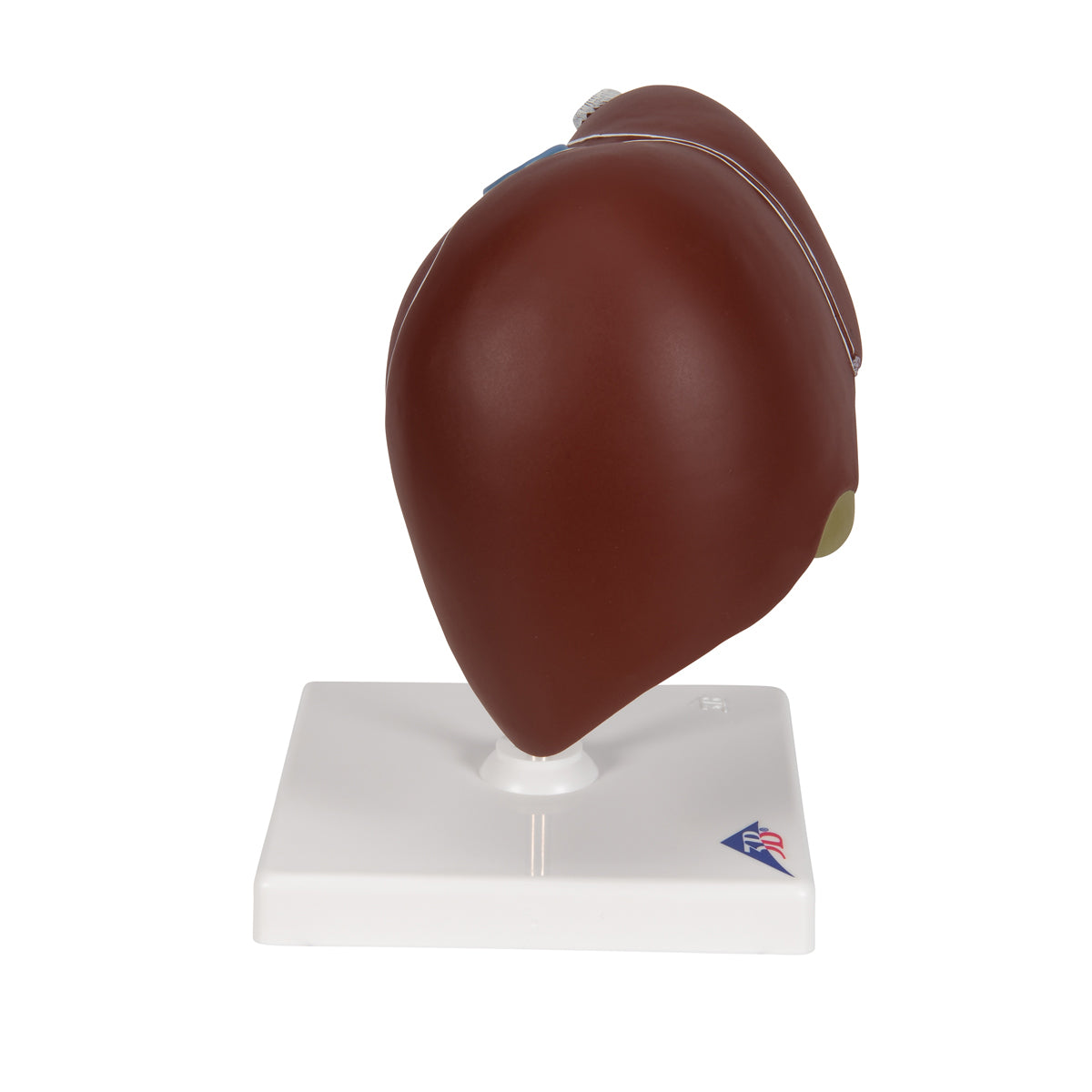 Liver Model with Gall Bladder