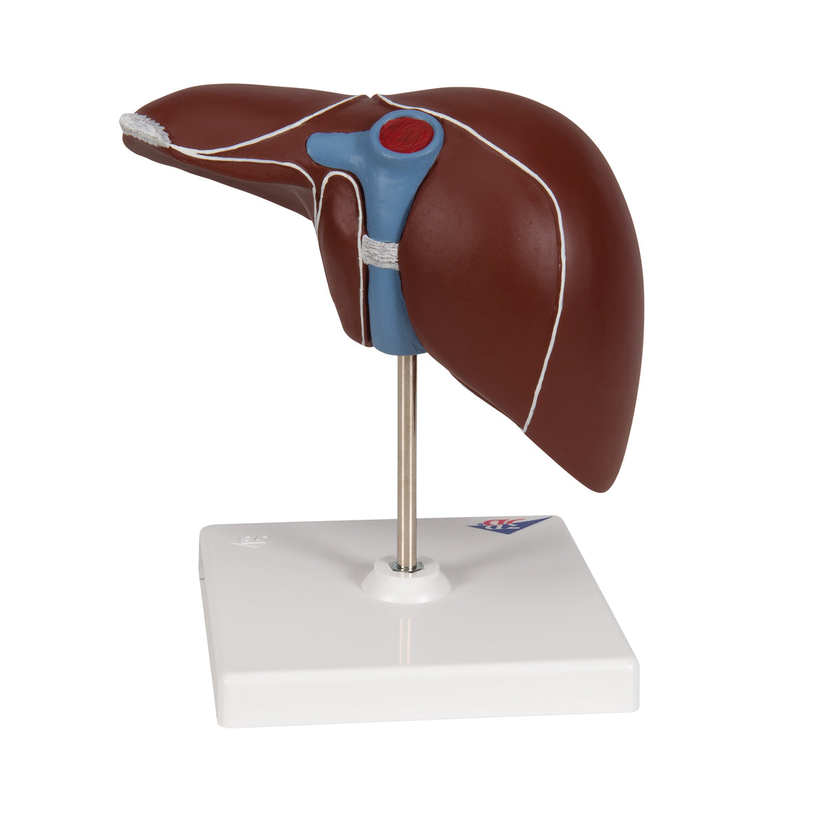 Liver Model with Gall Bladder