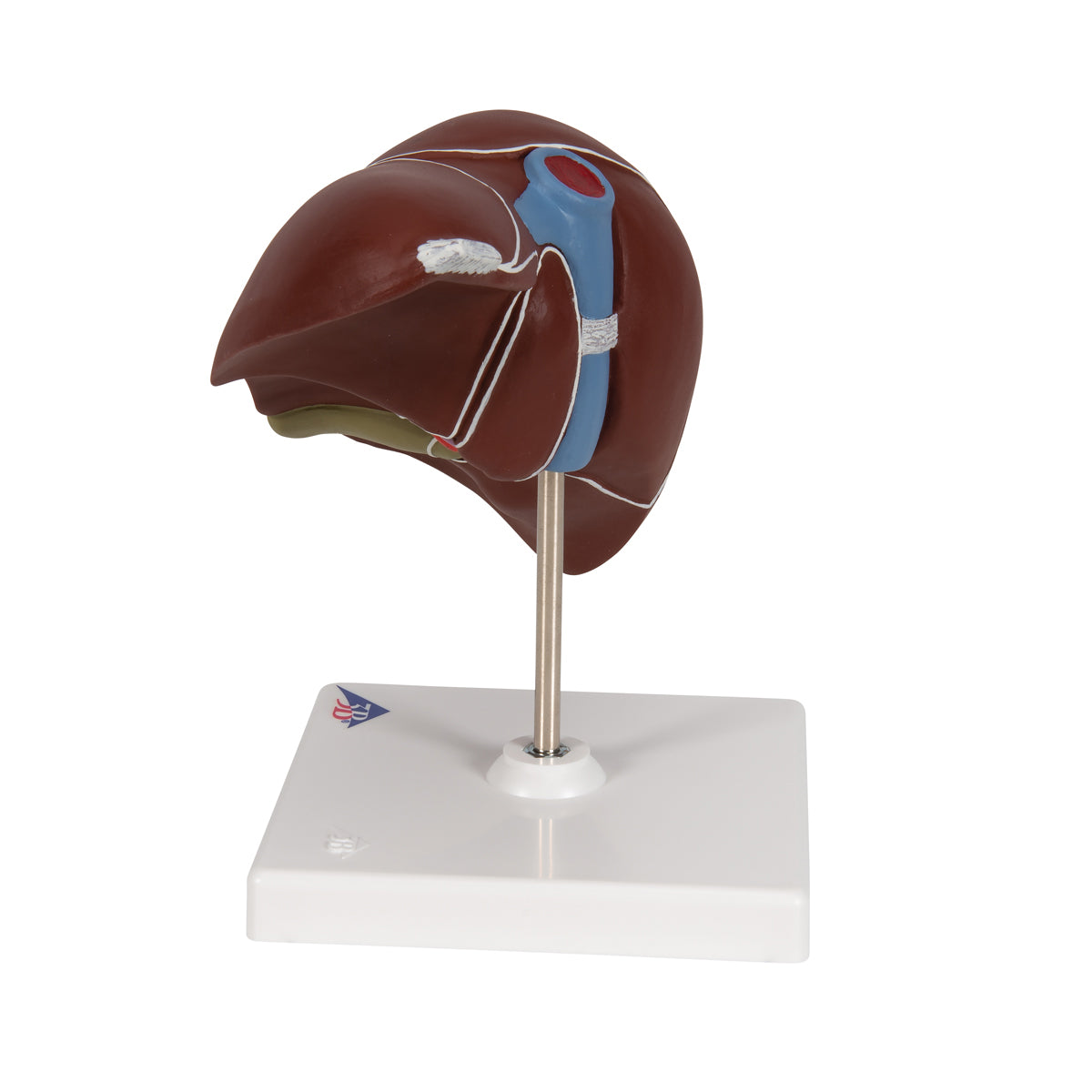 Liver Model with Gall Bladder