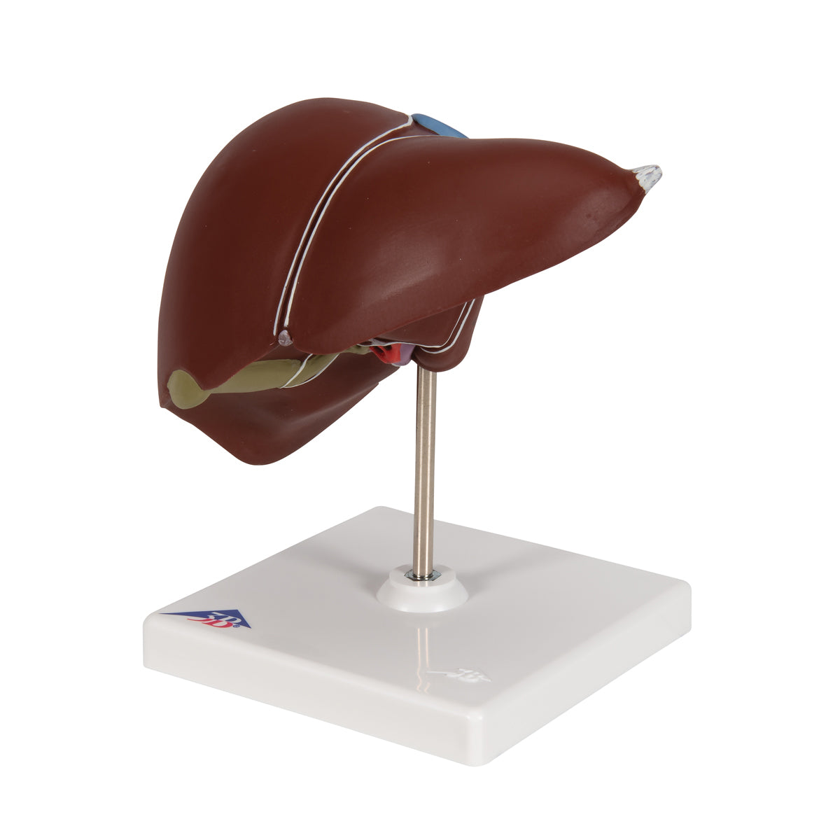 Liver Model with Gall Bladder