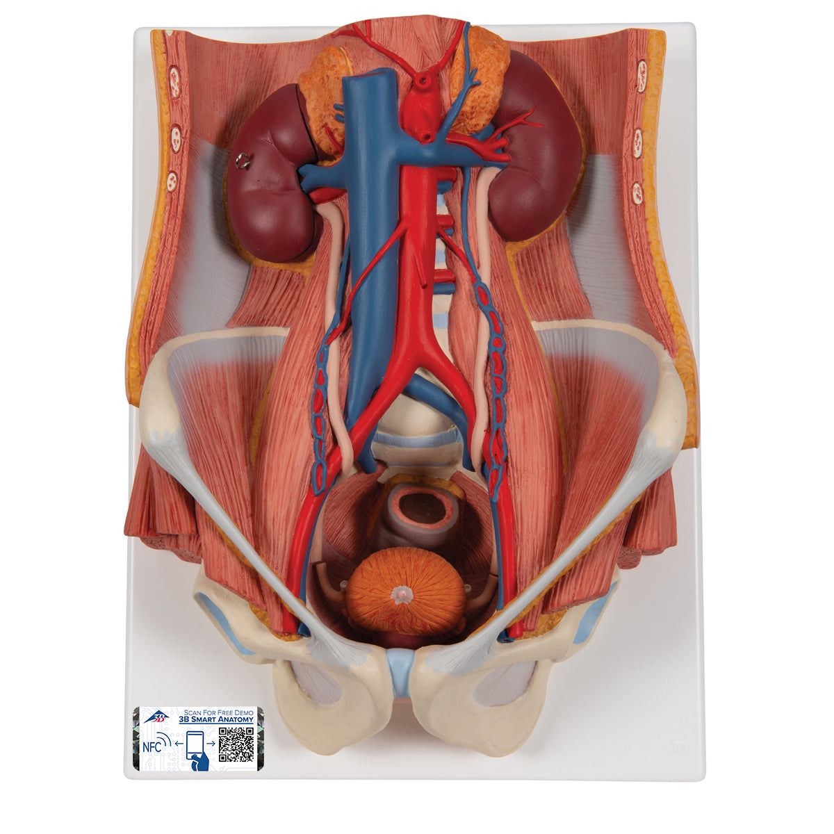 Dual Sex Urinary System Model, 6 part