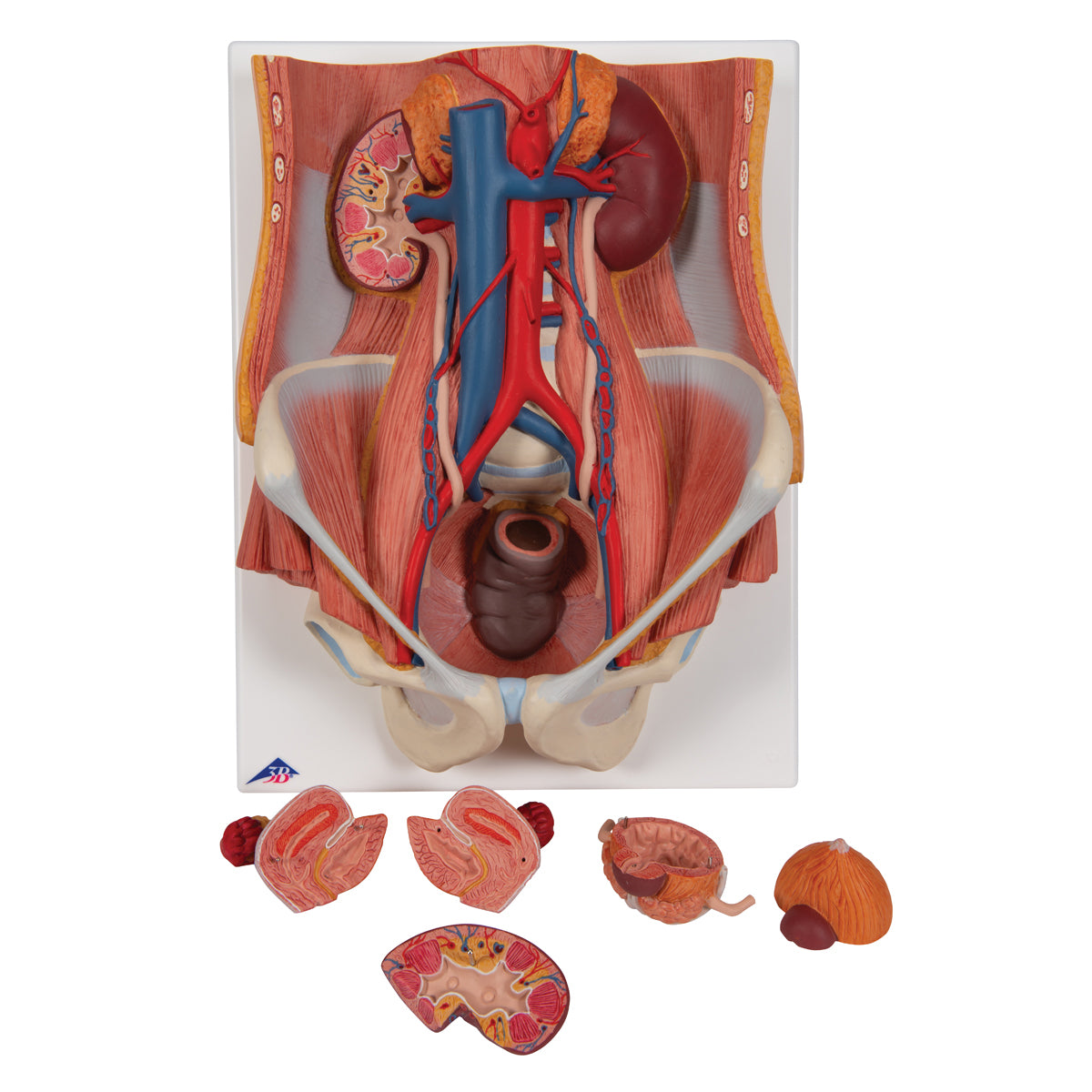 Dual Sex Urinary System Model, 6 part