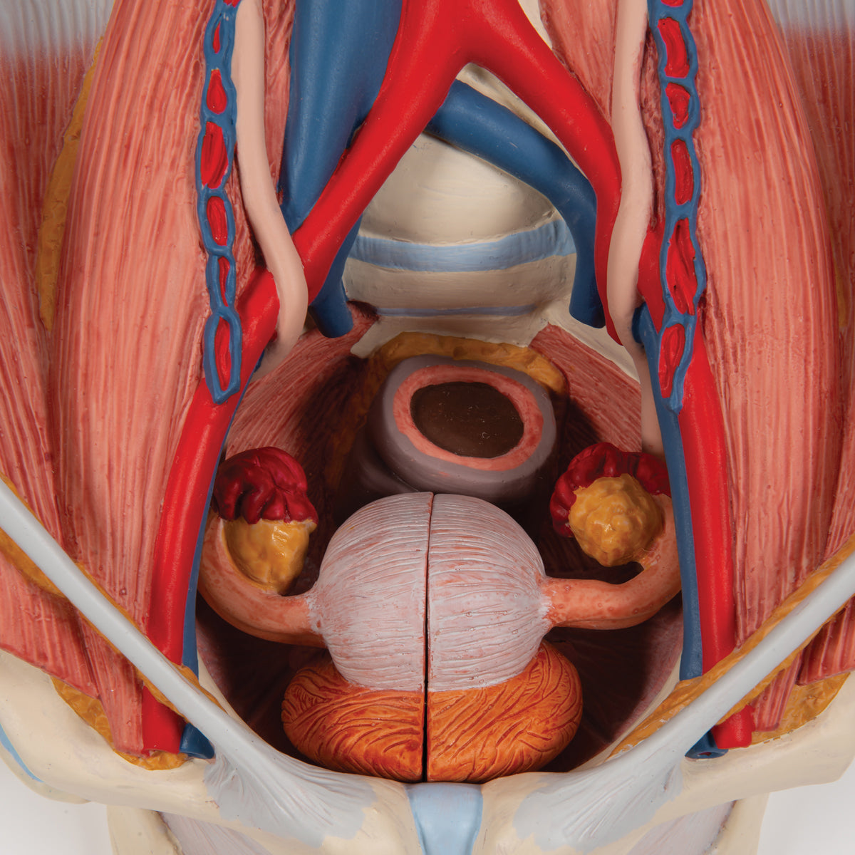 Dual Sex Urinary System Model, 6 part