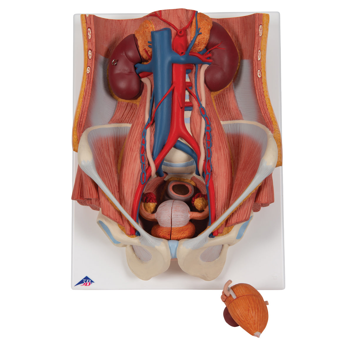 Dual Sex Urinary System Model, 6 part
