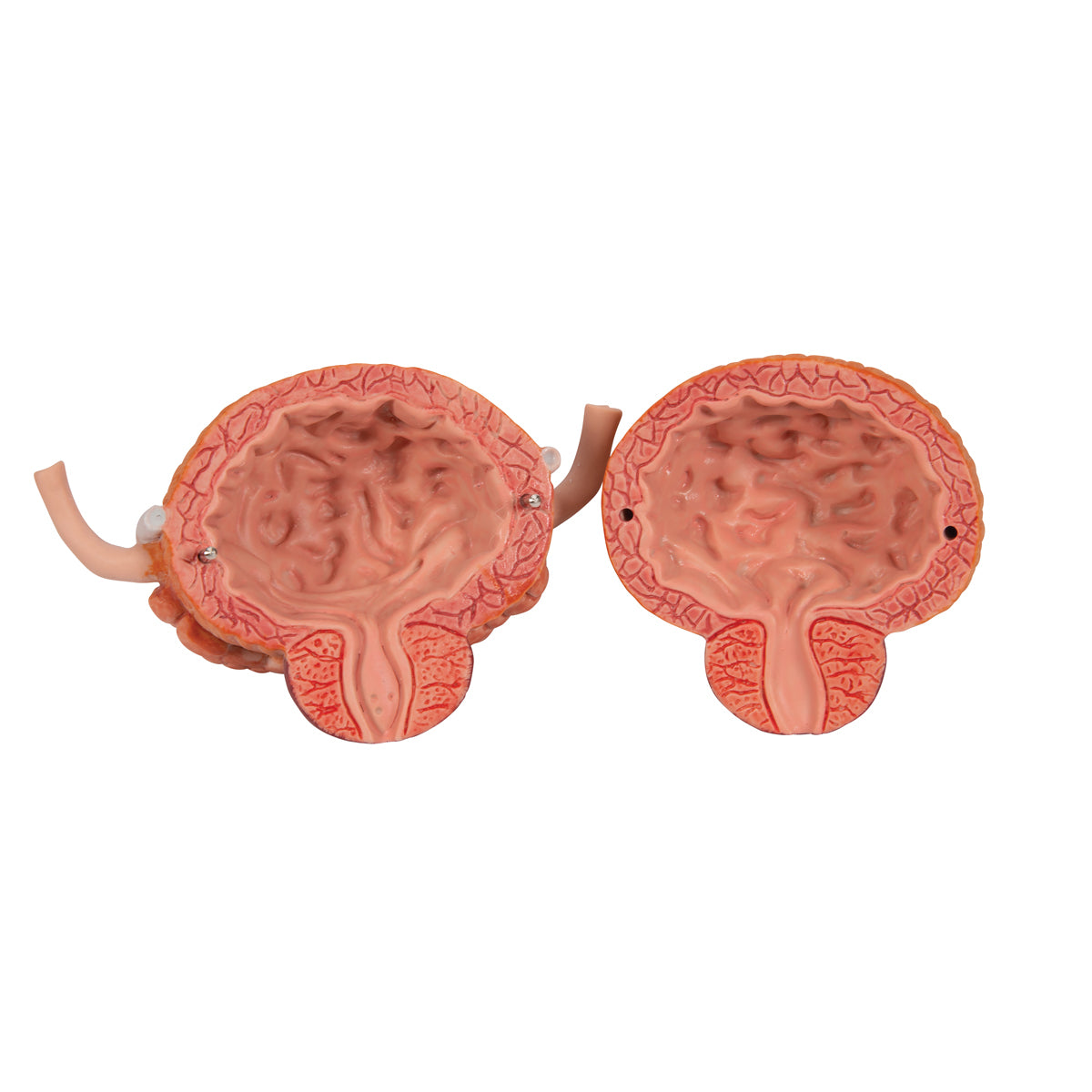 Dual Sex Urinary System Model, 6 part