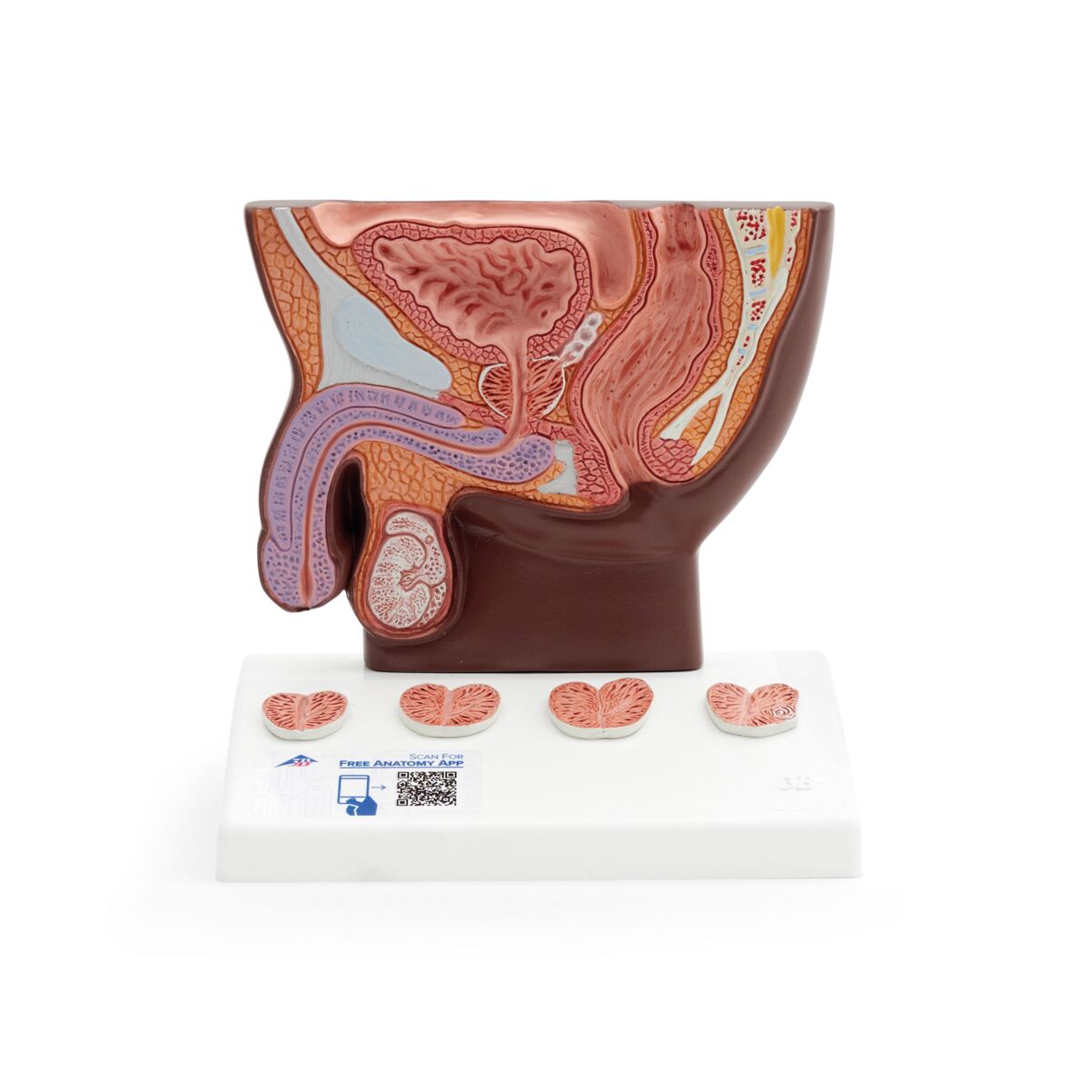 Prostate Model, 1/2 Natural Size, dark skin