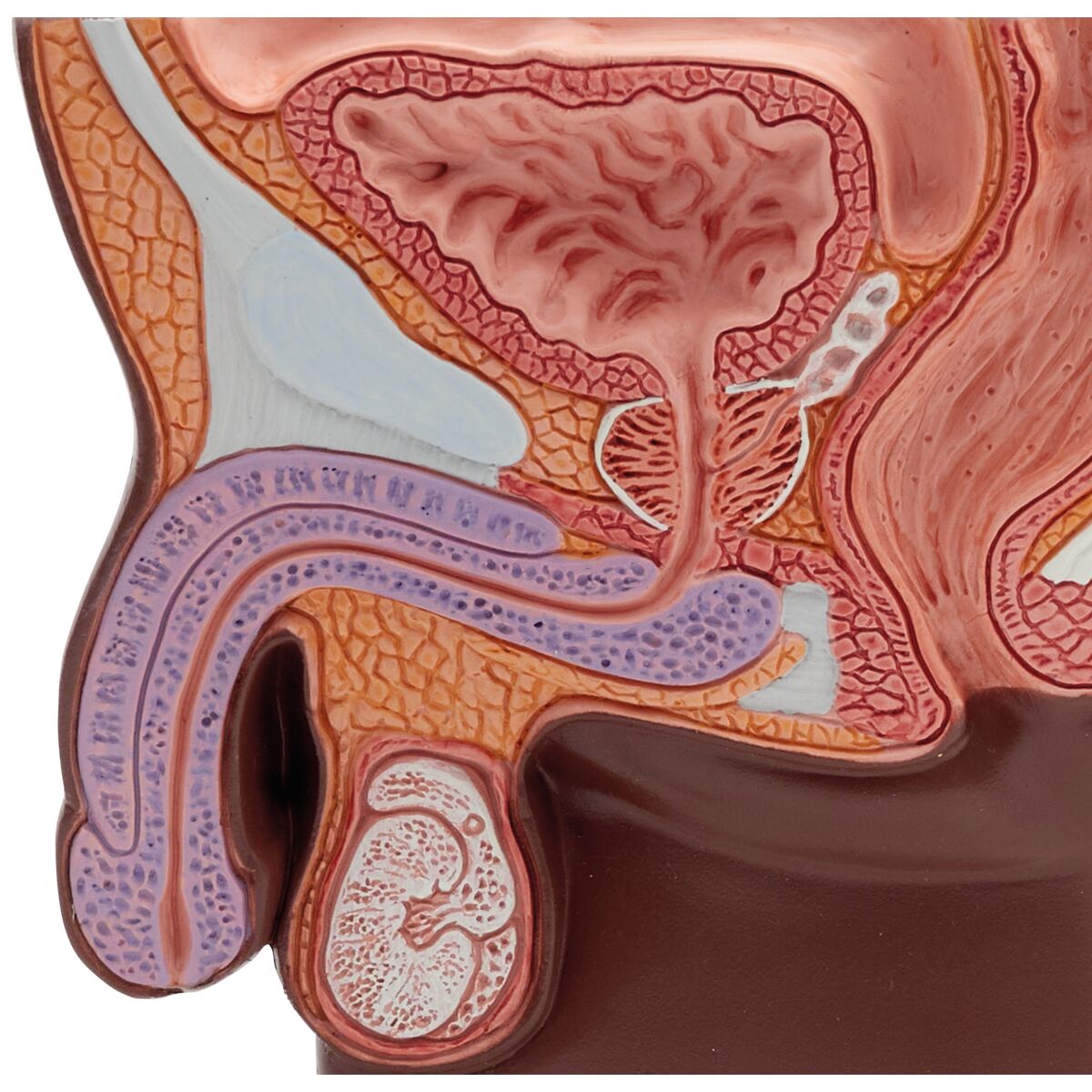 Prostate Model, 1/2 Natural Size, dark skin
