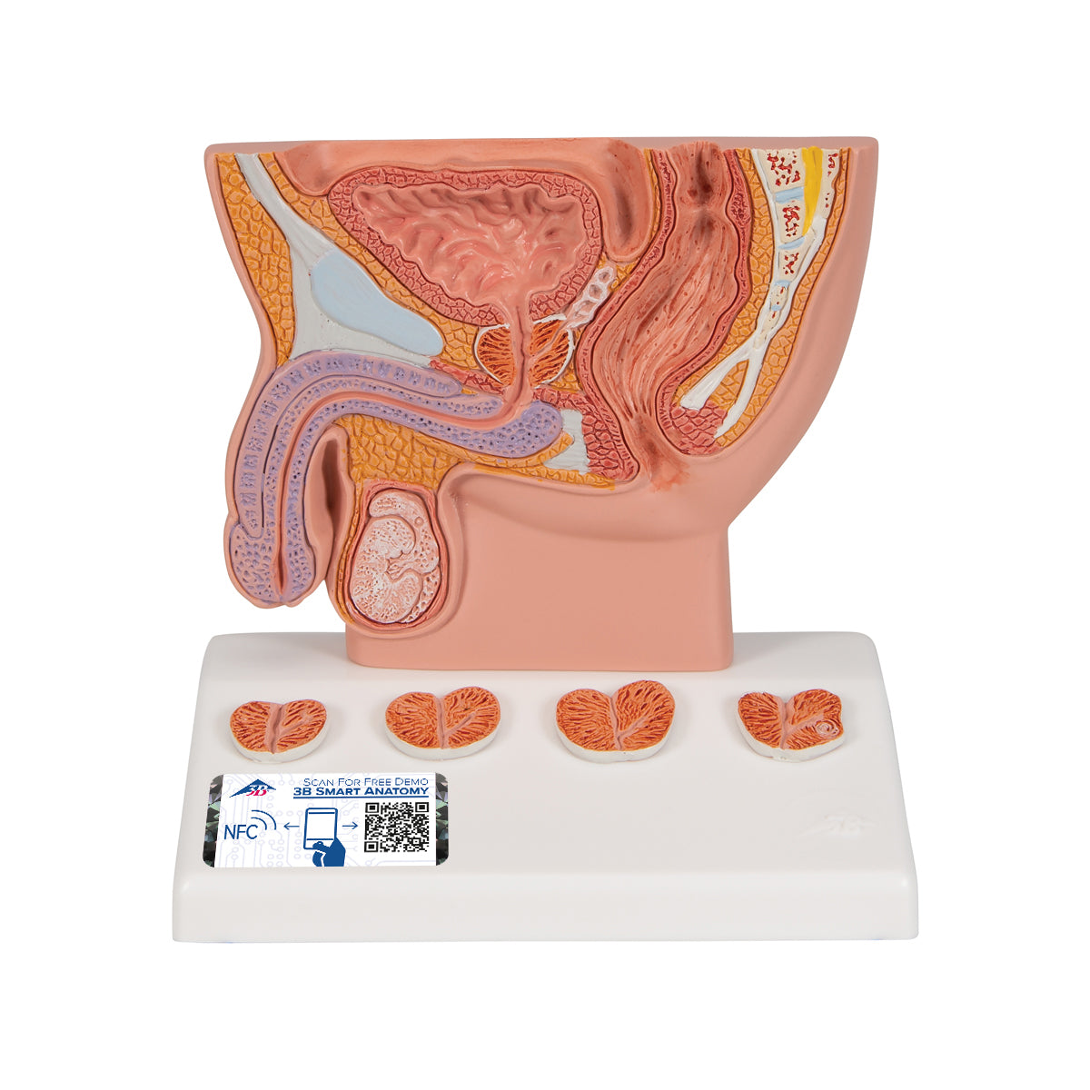Prostate Model, 1/2 Natural Size