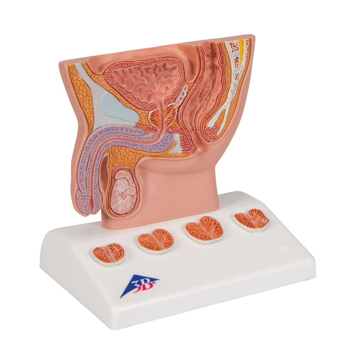 Prostate Model, 1/2 Natural Size