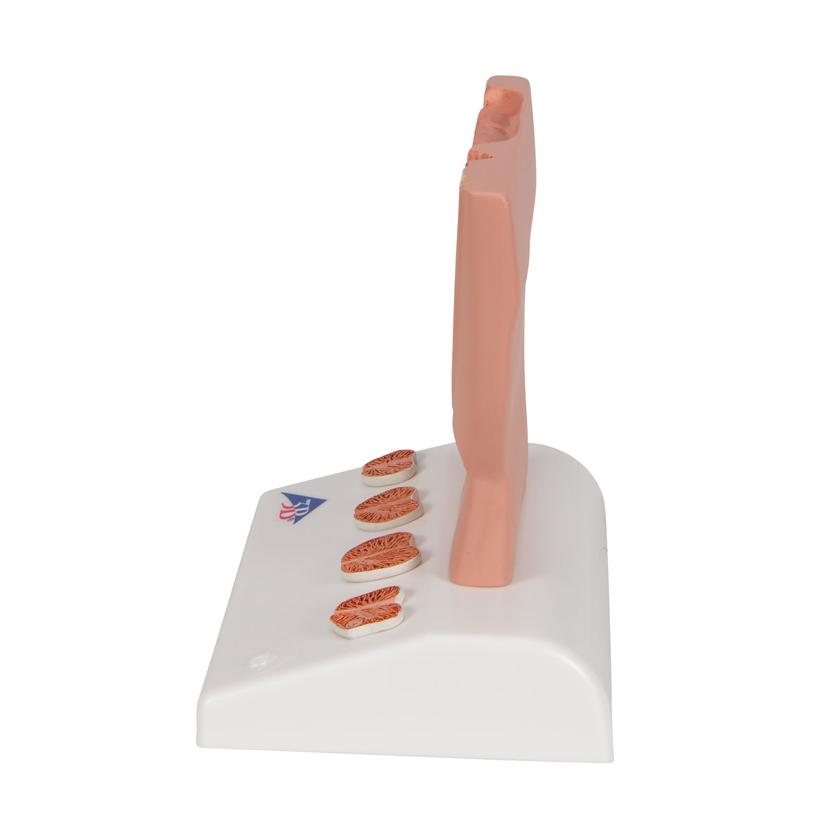 Prostate Model, 1/2 Natural Size