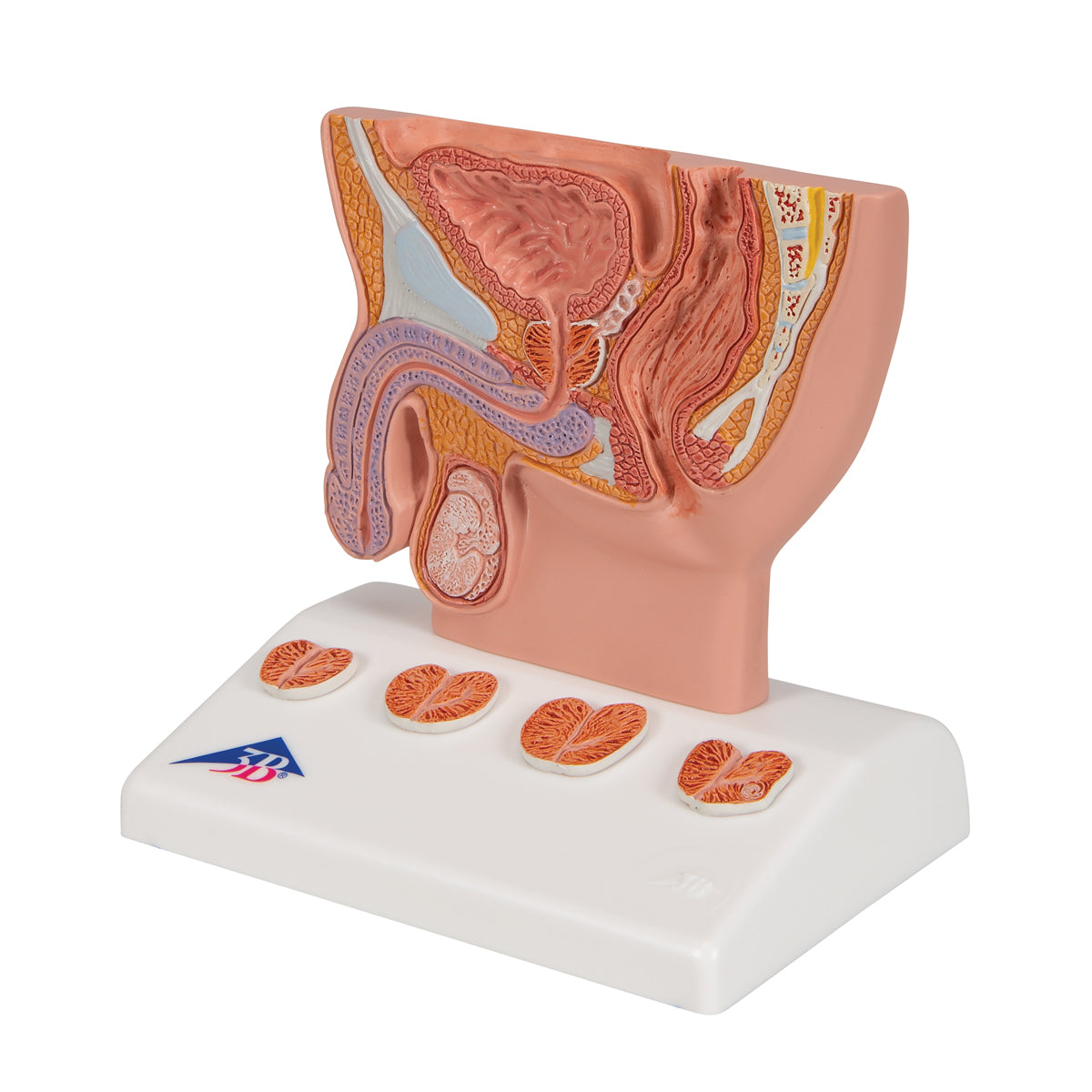 Prostate Model, 1/2 Natural Size