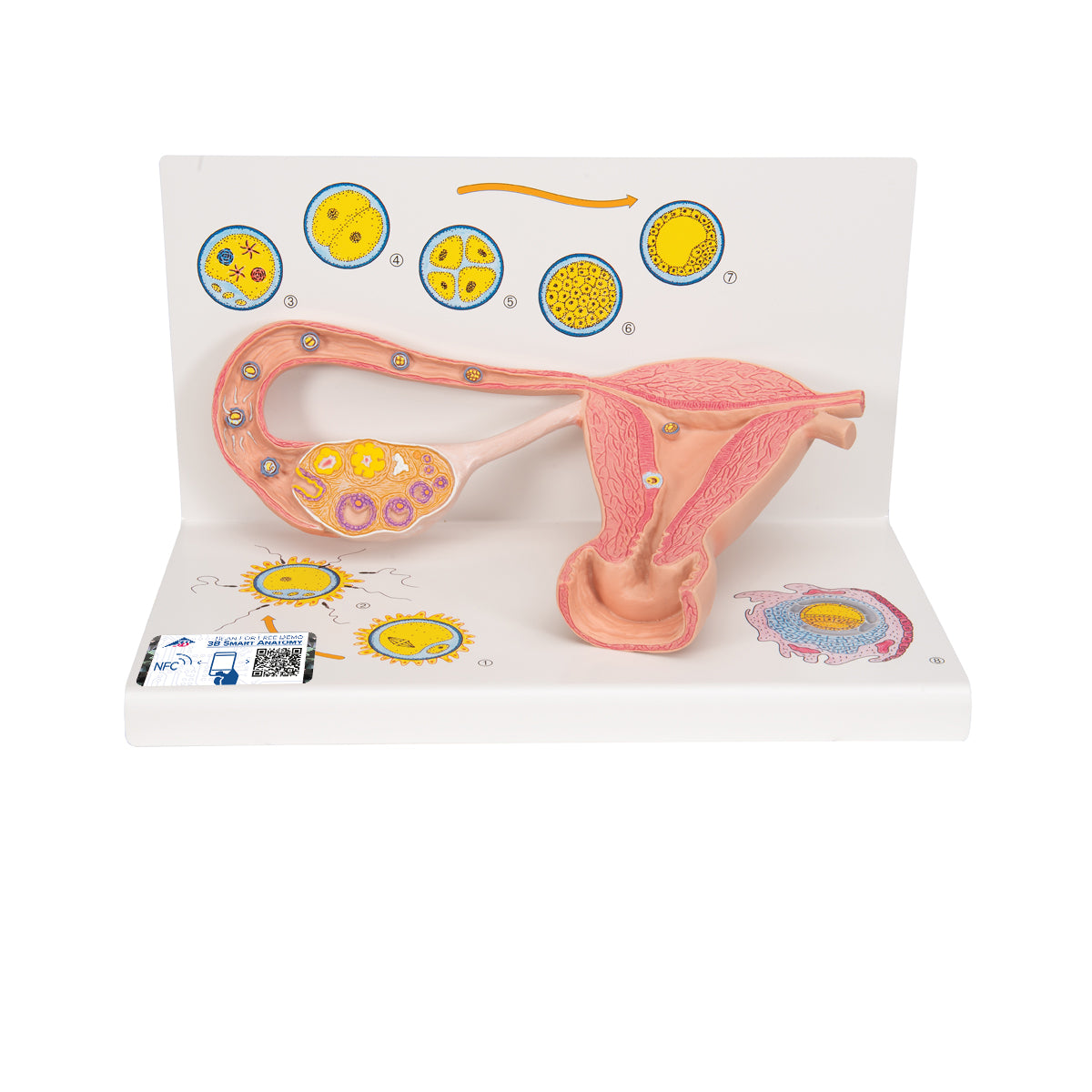 Ovaries & Fallopian Tubes Model with Stages of Fertilization, 2-times magnified