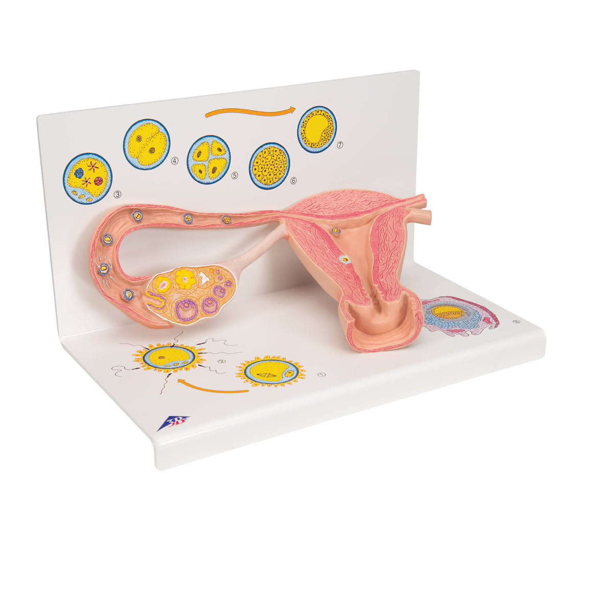 Ovaries & Fallopian Tubes Model with Stages of Fertilization, 2-times magnified