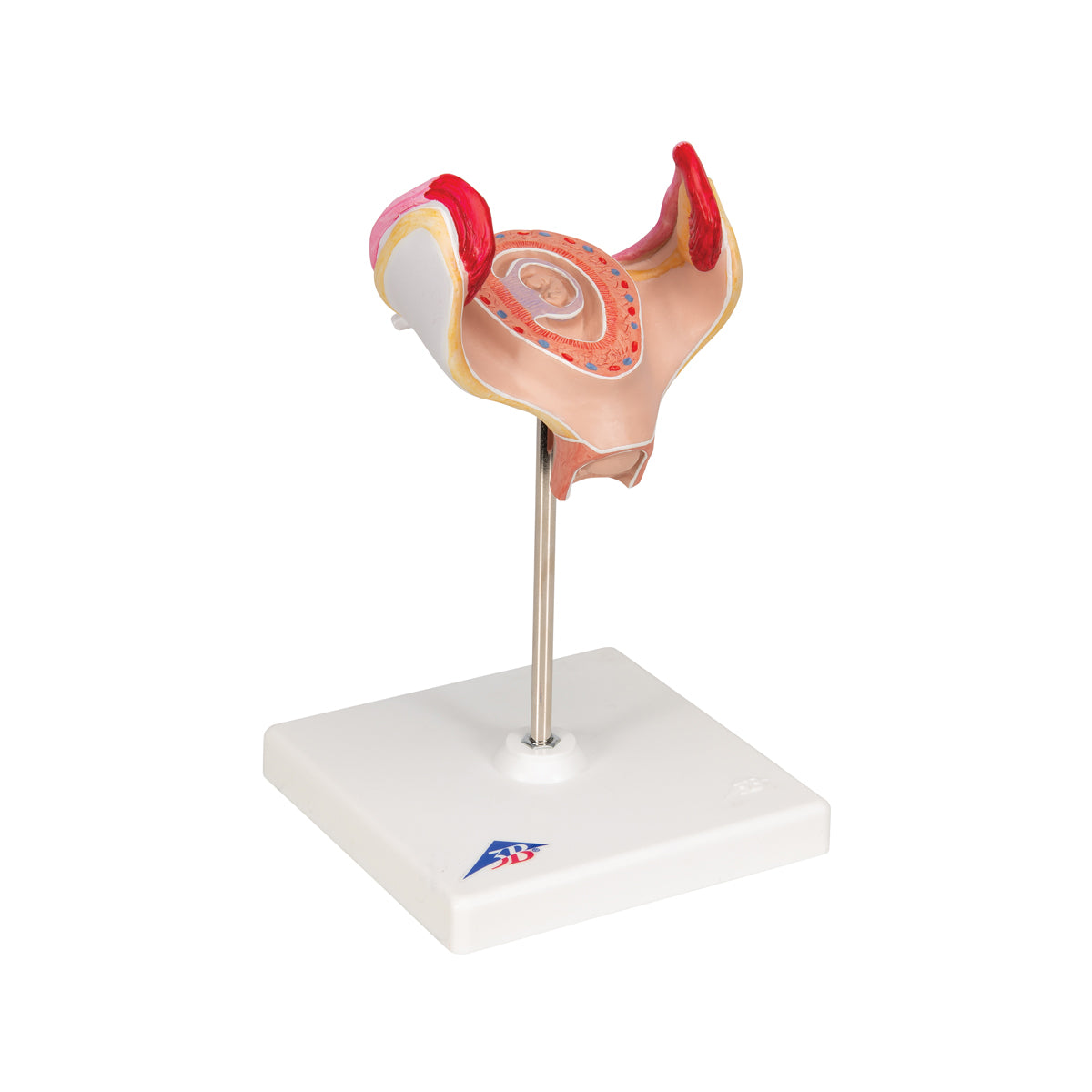 Embryo Model, 1st Month