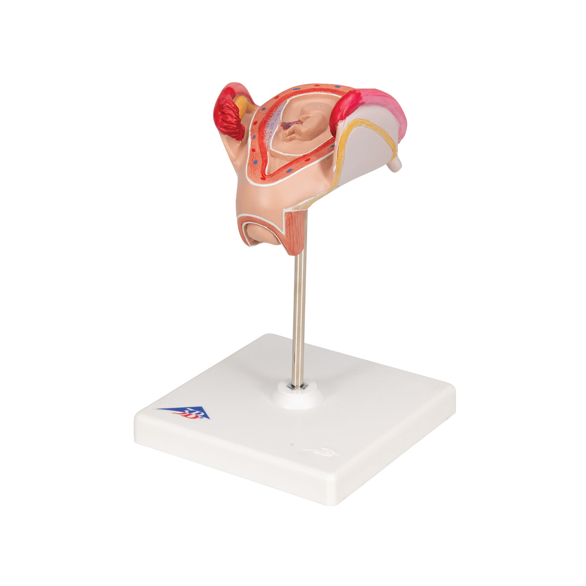 Embryo Model, 2nd Month