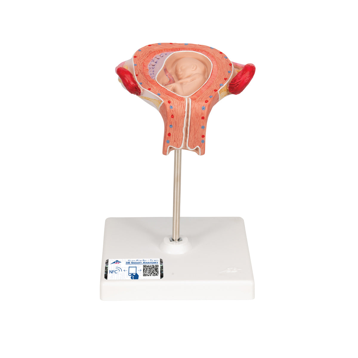 Fetus Model, 3rd Month