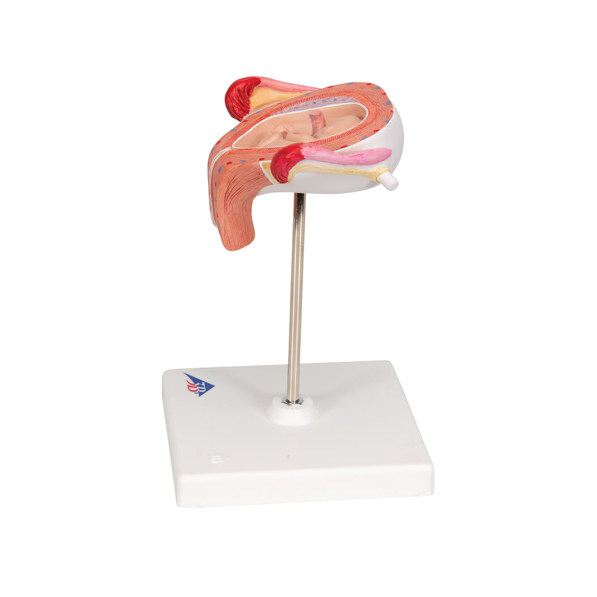 Fetus Model, 3rd Month