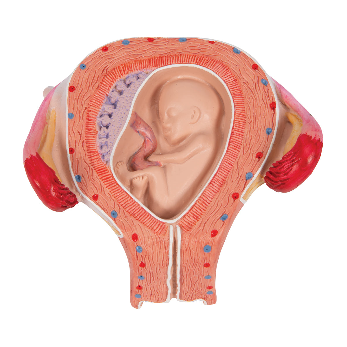 Fetus Model, 3rd Month