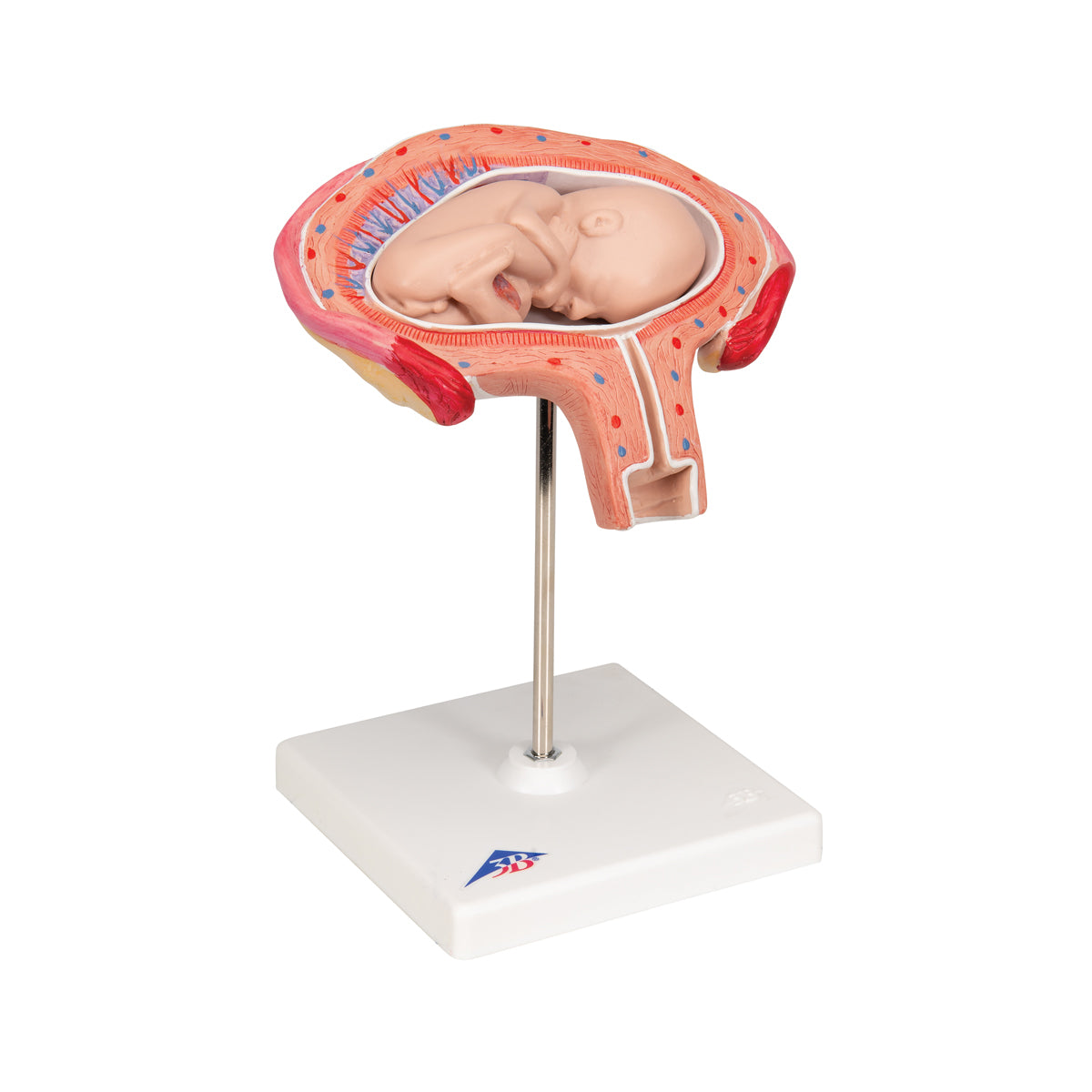 Fetus Model, 4th Month in Abdominal Position