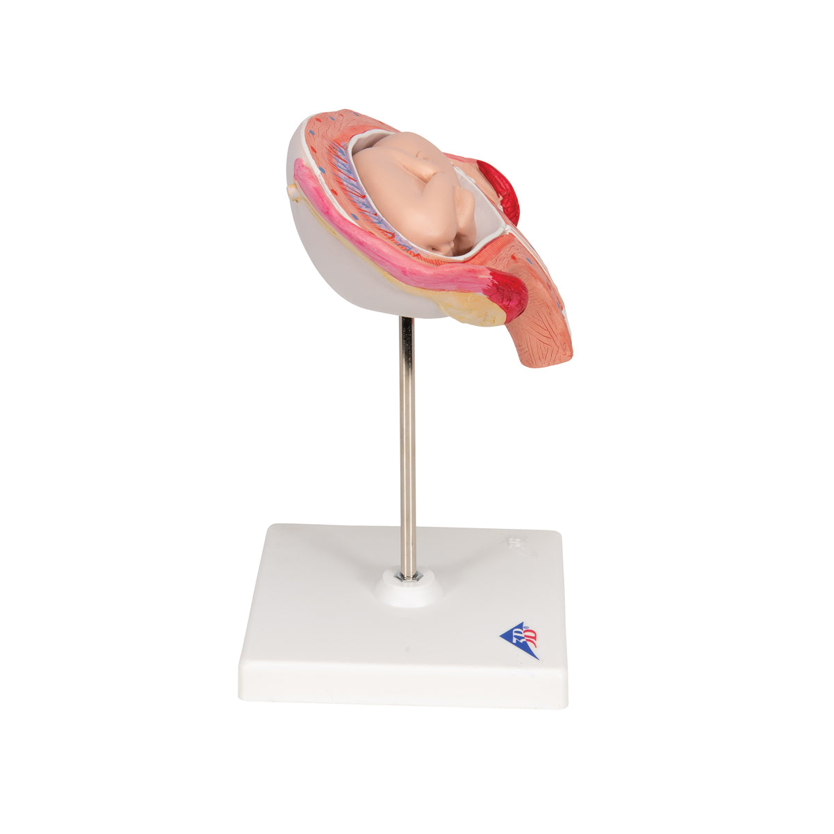Fetus Model, 4th Month in Abdominal Position