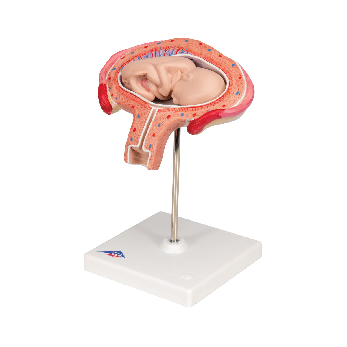 Fetus Model, 4th Month in Abdominal Position