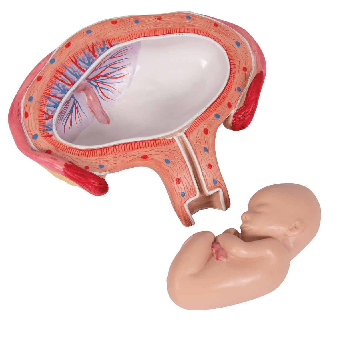 Fetus Model, 4th Month in Abdominal Position
