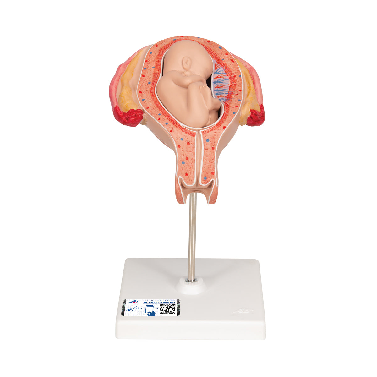 Fetus Model, 5th Month in Breech Position