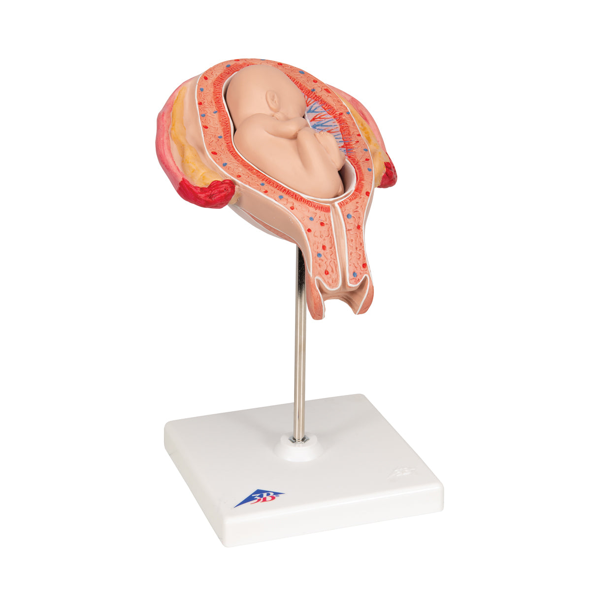 Fetus Model, 5th Month in Breech Position